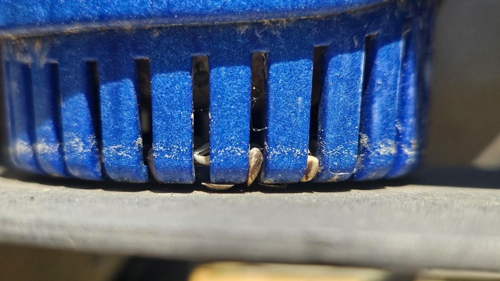 Invasive Mussels Found on Boat Headed to Loon&nbsp;Lake