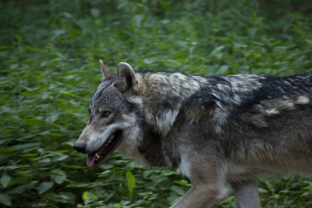 WDFW Approves Lethal Removal of Two Togo Pack Wolves in Ferry&nbsp;County